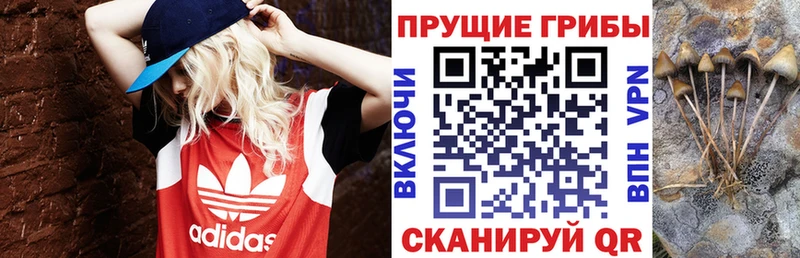 Псилоцибиновые грибы Psilocybine cubensis Ессентуки